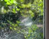 8 Mil Security and Protection Window Film