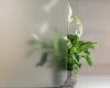 Clear Etched Glass Film Cut to Size – FG-EC